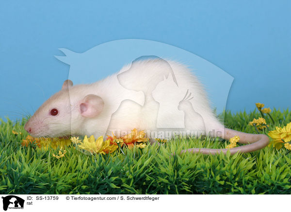 Dumboratte / rat / SS-13759