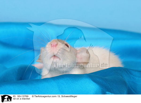 Dumboratte auf Decke / rat on a blanket / SS-13769
