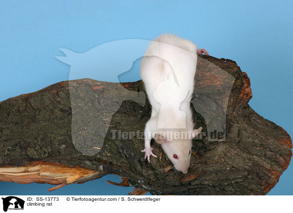 kletternde Dumboratte / climbing rat / SS-13773