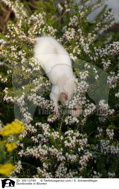 Dumboratte in Blumen / Dumboratte in Blumen / SS-13790