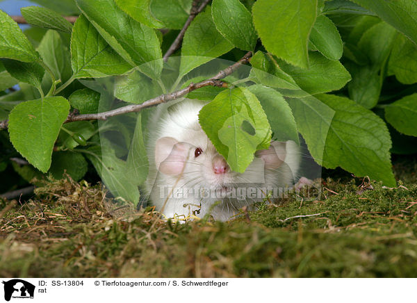 Dumboratte / rat / SS-13804