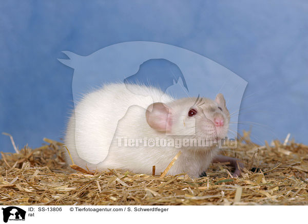 rat / SS-13806