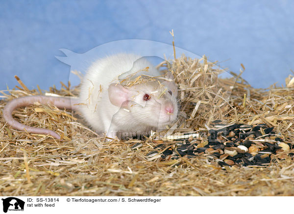 rat with feed / SS-13814