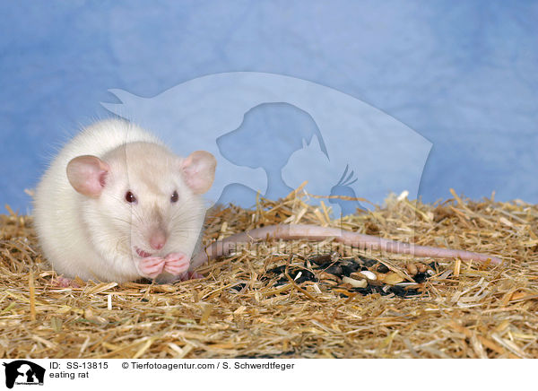 fressende Dumboratte / eating rat / SS-13815