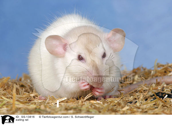 fressende Dumboratte / eating rat / SS-13816