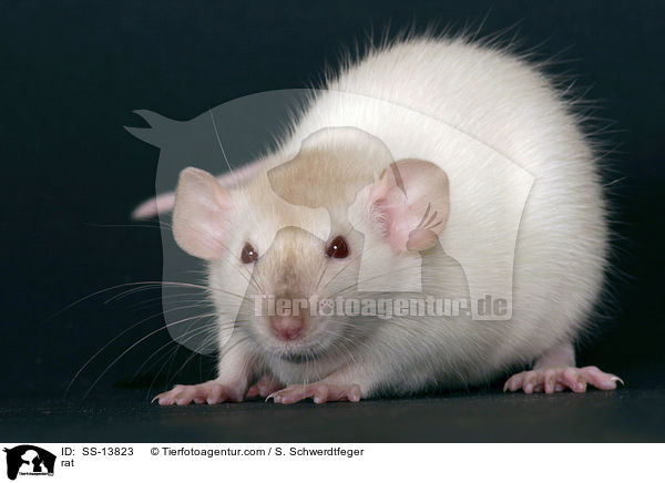 Dumboratte / rat / SS-13823