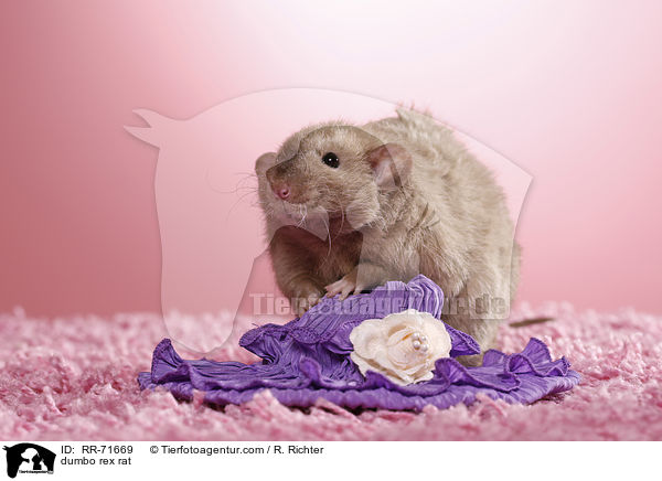 Dumbo Burmese Rex Ratte / dumbo rex rat / RR-71669