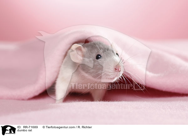 Dumboratte / dumbo rat / RR-71689