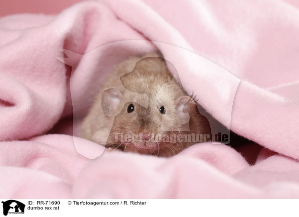 Dumbo Burmese Rex Ratte / dumbo rex rat / RR-71690