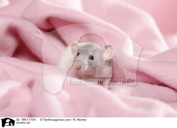 Dumboratte / dumbo rat / RR-71704