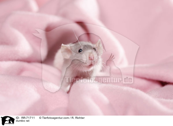 Dumboratte / dumbo rat / RR-71711