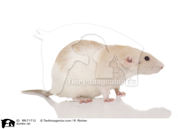 Dumboratte / dumbo rat / RR-71712