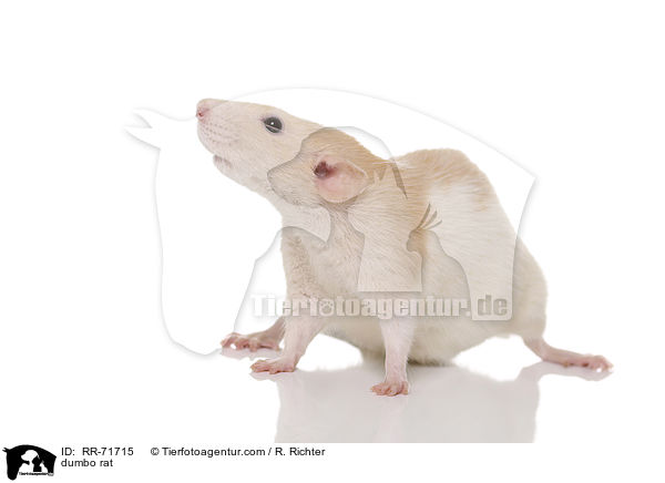 Dumboratte / dumbo rat / RR-71715