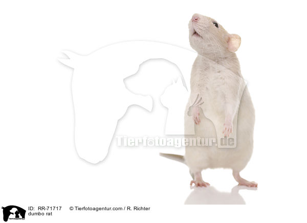 Dumboratte / dumbo rat / RR-71717