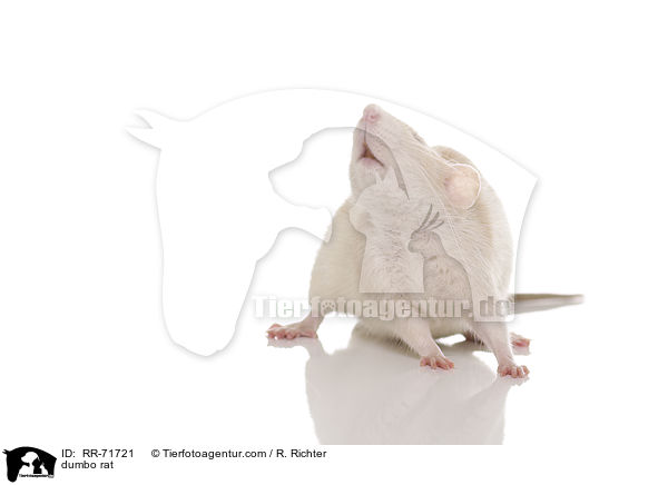Dumboratte / dumbo rat / RR-71721