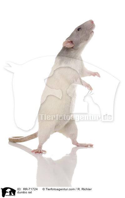 Dumboratte / dumbo rat / RR-71724