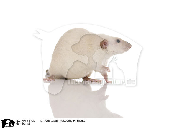 Dumboratte / dumbo rat / RR-71733