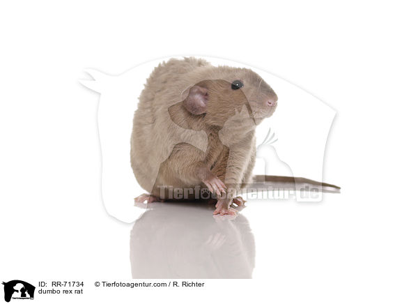 Dumbo Burmese Rex Ratte / dumbo rex rat / RR-71734