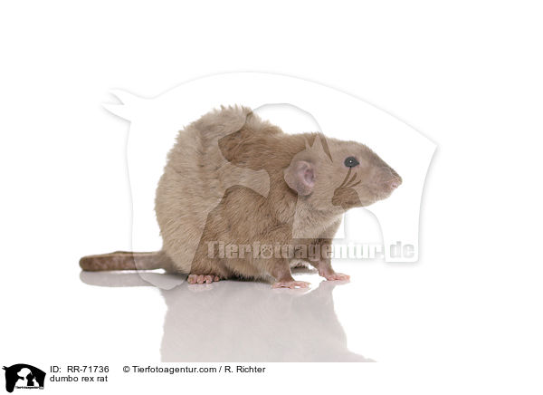 Dumbo Burmese Rex Ratte / dumbo rex rat / RR-71736