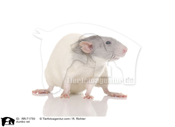 Dumboratte / dumbo rat / RR-71750