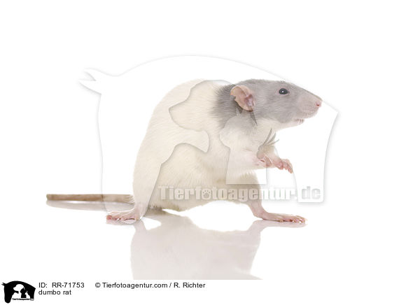 Dumboratte / dumbo rat / RR-71753