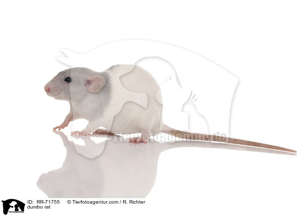 Dumboratte / dumbo rat / RR-71755