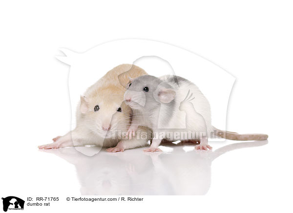 Dumboratte / dumbo rat / RR-71765