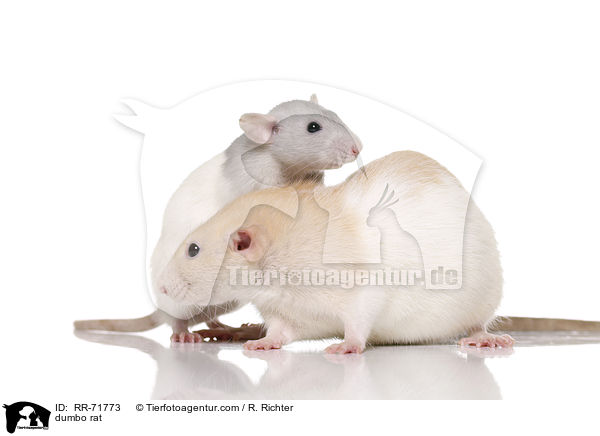 dumbo rat / RR-71773