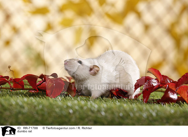 dumbo rat / RR-71788