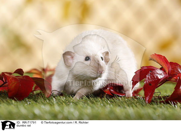 Dumboratte / dumbo rat / RR-71791