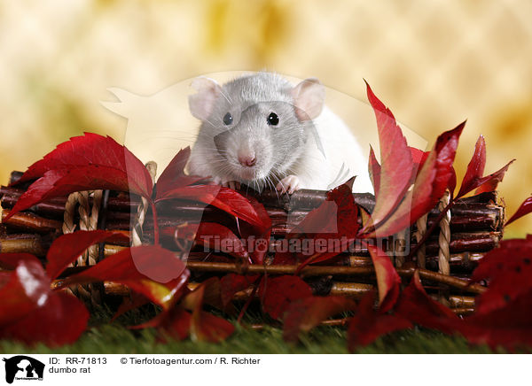 dumbo rat / RR-71813