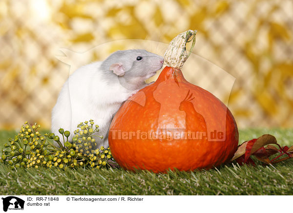 Dumboratte / dumbo rat / RR-71848