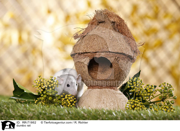 Dumboratte / dumbo rat / RR-71862