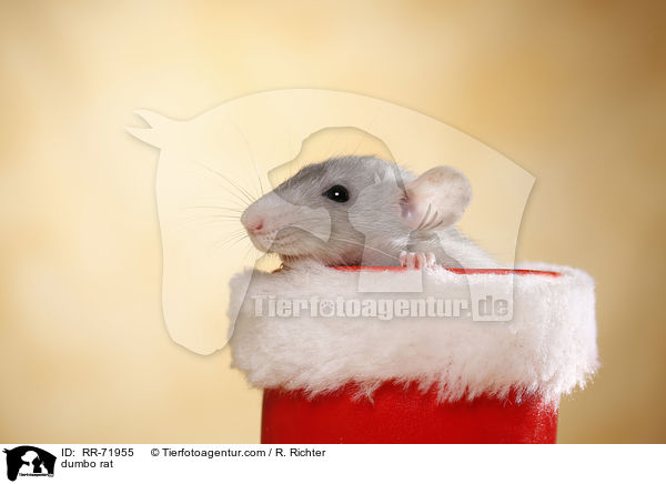dumbo rat / RR-71955