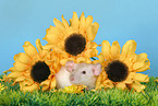 rat between flowers