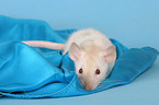 rat on a blanket