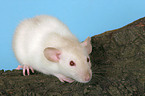 rat