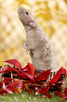 dumbo rex rat