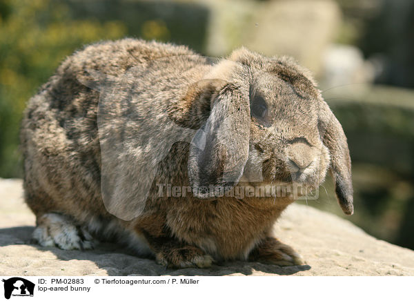 lop-eared bunny / PM-02883