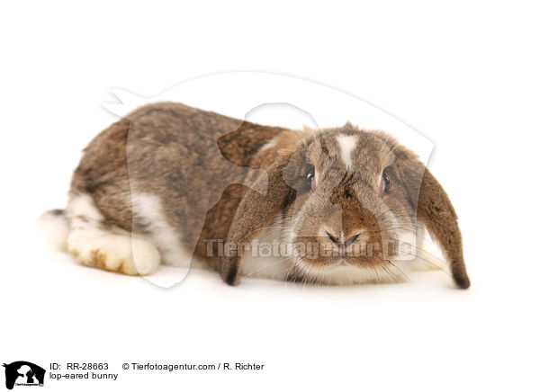lop-eared bunny / RR-28663