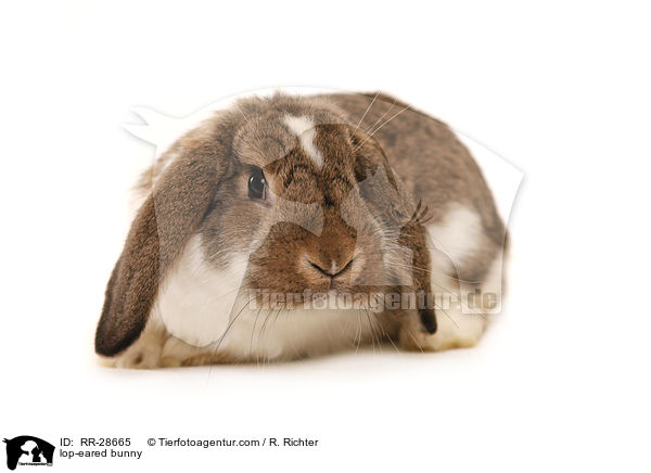 Deutscher Kleinwidder / lop-eared bunny / RR-28665