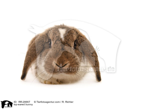 Deutscher Kleinwidder / lop-eared bunny / RR-28667