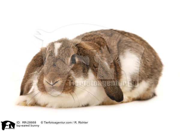 lop-eared bunny / RR-28668
