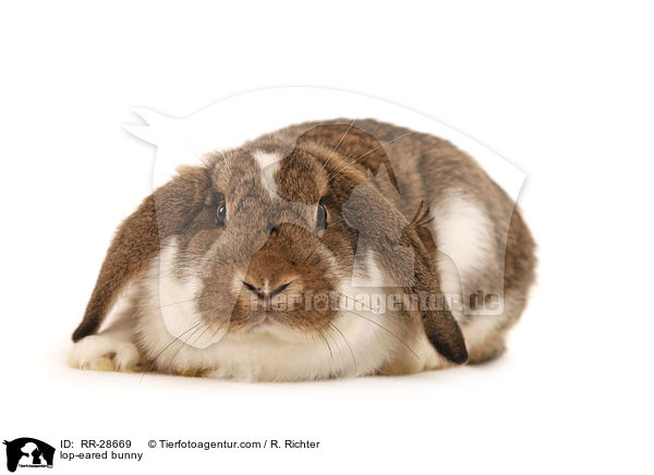 lop-eared bunny / RR-28669