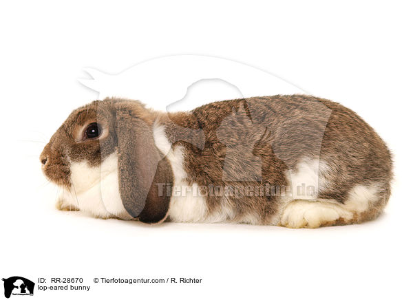 lop-eared bunny / RR-28670