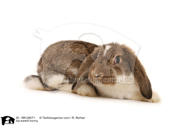 Deutscher Kleinwidder / lop-eared bunny / RR-28671
