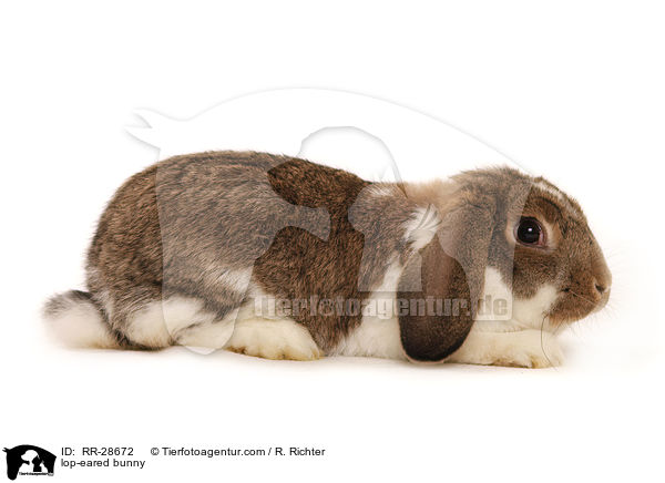 Deutscher Kleinwidder / lop-eared bunny / RR-28672
