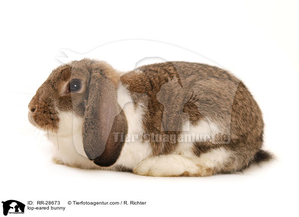 Deutscher Kleinwidder / lop-eared bunny / RR-28673
