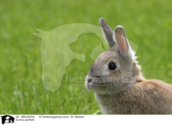 Zwergkaninchen Portrait im Profil / bunny portrait / RR-00043