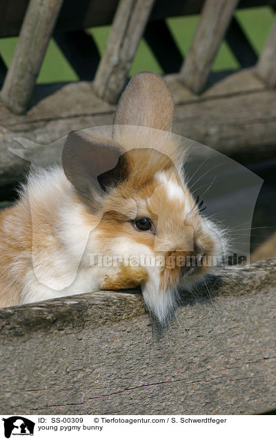 junges Zwergkaninchen / young pygmy bunny / SS-00309